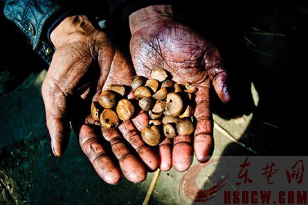 钟山古老的纯手工的山茶油压榨技艺!-钟山网-钟山村